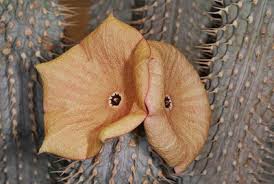 Image result for Hoodia currorii