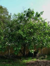 Girardi mulberry, a fantastic mulberry! What Is A Fruitless Mulberry Tree Growing Tips And Fruitless Mulberry Care
