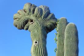 Buy or sell new and used items easily on facebook marketplace, locally or from businesses. The Cactus Poachers Of Phoenix Who Are Ruining The Arizona Desert The Independent The Independent
