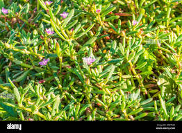 Image result for Sesuvium