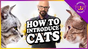 First, why do cats jump up on the countertops? How To Introduce Cats Youtube