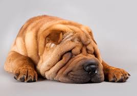 If you are not a professional breeder, a limited registered shar pei will be suitable for you. The Ultimate Chinese Shar Pei Dog Food Guide Dog Food Guru