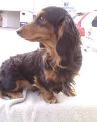 Find your new companion at nextdaypets.com. Miniature Dachshund Long Haired Breed Information History Health Pictures And More