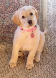 Chocolate Lab Golden Retriever Mix Lab Mix Puppies Golden Retriever Mix Puppies Golden Retriever Lab Mix Puppy