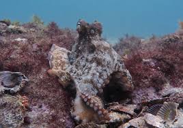 Image result for Octolepis