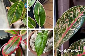 The green leaves are elegantly flushed with red markings. Why Beautiful Chinese Evergreens Are Good Indoor Plants Aglaonema