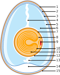 Egg As Food Wikipedia