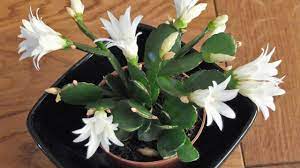 Easter cactus has flat, green, fleshy leaves with small spines at the tips. Easter Cactus Your One Stop Guide About The Spring Cactus