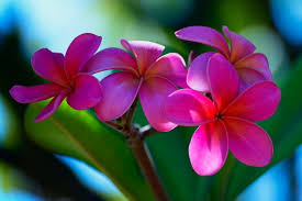 Image result for Plumeria