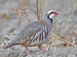 Image result for Alectoris rufa