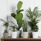 Success with Houseplants: A Beginner’s Guide event image
