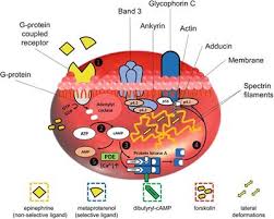 Check out amazing red_blood_cell artwork on deviantart. Frontiers The Effects Of Different Signaling Pathways In Adenylyl Cyclase Stimulation On Red Blood Cells Deformability Physiology