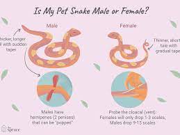How To Determine A Snake S Sex