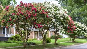 Blooms will vary in color from white to shades of red, depending on the species. How To Prune Crape Myrtles Without Totally Destroying Them Plants For All Seasons Since 1973