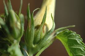 Image result for Hibiscus dongolensis