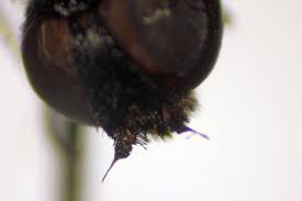 Image result for Distephanus biafrae