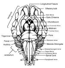 Spinal accessory jugular foramen fiber type: How To Learn The 12 Cranial Nerves Biology Libretexts