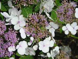 Maybe you would like to learn more about one of these? Poisonous Garden Plants Iris Azalea And Hydrangea Dengarden