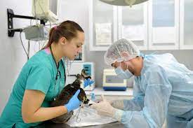 Maestría en Ciencias Veterinarias con mencion en Producción animal