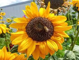 Der öib wird zu diesem anlass, gleich wie in den letzten. Weltbienentag World Bee Day Der Vereinten Nationen 20 Mai 2021