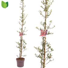 Image result for Pyracantha coccinea red column