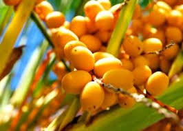 Maybe you would like to learn more about one of these? Pin On Edible Plants