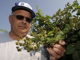 Blackberry boon in for WNC farmers