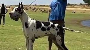 We have had more than 50 akc champions. Import Bloodline Great Dane Puppies For Sale India Harle Male Female Pups And Black Coat Danes Youtube