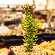 Image result for Monadenium