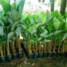 Bibit tanaman pisang katak jual bibit tanaman pisang katak harga tanaman bunga pisang katak beli lebih banyak lebih murah, toko anget mas. Pisang Pisangan Karibay