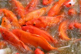 Image result for gambar ikantombro