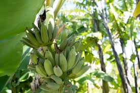 We wish you good health.make sure you guys appreciate us and don't forget to like, share and subscribe.we need your valuable suggestions for improvements. Bananas Vs Plantains 5 Tasty Recipes Naples Botanical Garden