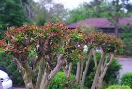 Remove all the leaves except the last two or three. Properly Prune Your Crape Myrtle For A Single Stem Multi Stem Or Natural Look The Crape Myrtle Company