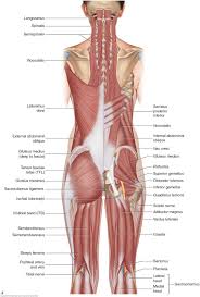 This diagram depicts muscles of the back diagram.human anatomy diagrams show internal organs, cells, systems, conditions, symptoms and sickness information and/or tips for healthy living. Lippincott Usa The Muscular System Anatomical Chart Darba