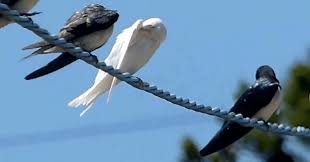 Maybe you would like to learn more about one of these? Burung Walet Png