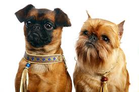 Rescue a pet friend in need. Brussels Griffon Dog Breed Information