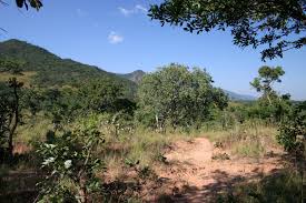 Miombo - Wikipedia
