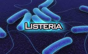 Read about diagnosis, treatment, prevention. Listeria Infection Listeriosis Virulence Factors Pathogenesis Diagnosis And Treatment Online Biology Notes