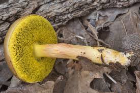 نتیجه جستجوی لغت [pored] در گوگل