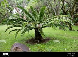 Image result for Cyathula natalensis