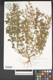 Image result for Dicliptera capitata