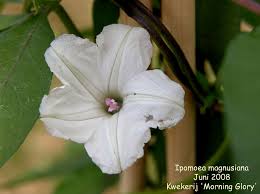 Image result for Ipomoea magnusiana