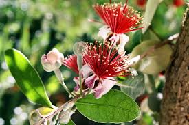 However, a a mature tree can set many flowers, of which about 80 to 85 percent actually set fruit. What Is A Feijoa Tree Learn About Care And Uses Of Pineapple Guava