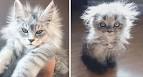 MaineCoon.org - All About Maine Ideal Cats and Kittens