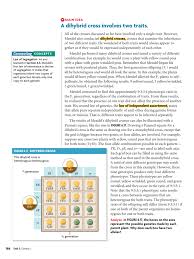In agriculture there are numerous strains of crops that are considered hybrids, which are intentionally selected for a specific trait that is considered desirable such as a preferred height or color. A Dihybrid Cross Involves Two Traits