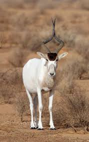 Western african we believe that bringing awareness to the endangered african animals issue through a feature film will please look at the below contribution list for your support. Addax Nasomaculatus African Antelope Red List Critically Endangered Antelope Animal Rare Animals African Antelope