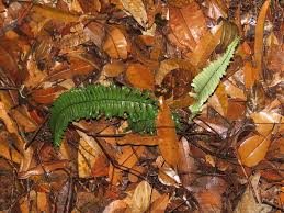 Image result for Lindsaeaceae