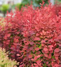 Bold Impact Low Maintenance Shrubs Garden Shrubs Shade Plants
