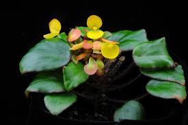 Image result for Begonia scutifolia