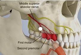 Image result for Periapical Block
